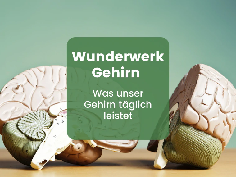 Wie funktioniert das Gehirn? Von Anatomie bis Erkrankungen | Herbano