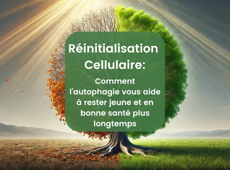 Chardon-Marie & Autophagie – Détox Cellulaire | Herbano