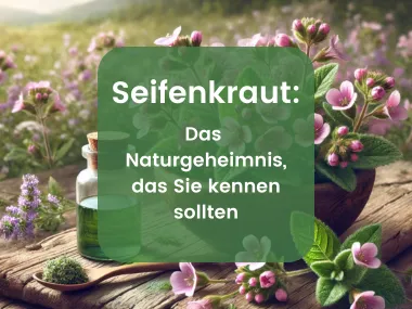 Seifenkraut: Natürliche Reinigung und traditionelle Anwendung | Herbano