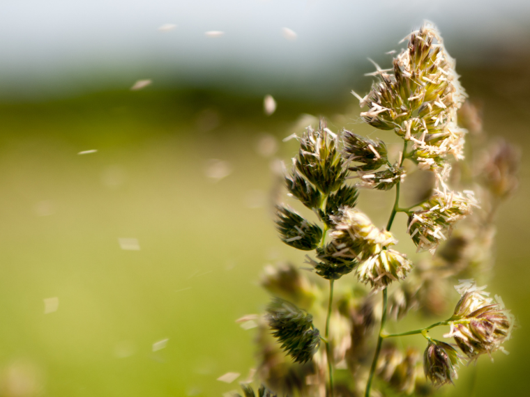 Heuschnupfen: 8 Tipps bei Pollenallergie