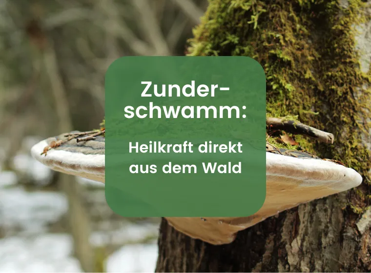 Zunderschwamm: Alles über die Wirkung des Pilzes | Herbano