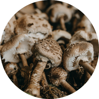 Agaricus Blazei Murrill Pilz