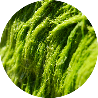 Astaxanthine d'algues vertes