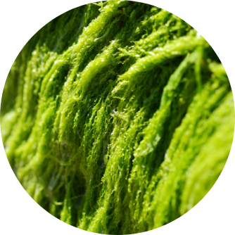 Astaxantina da alghe verdi