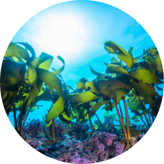 Produzione e origine dell’olio di alghe