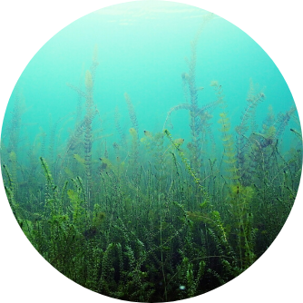 Omega 3 vegano da olio di alghe