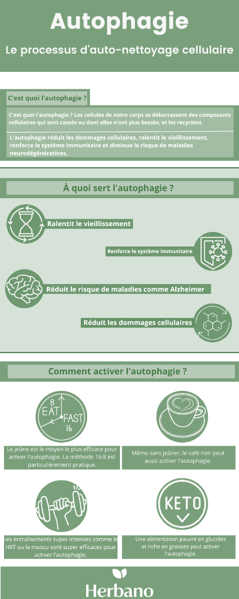 autophagie