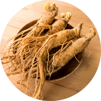 Ginseng Wurzel