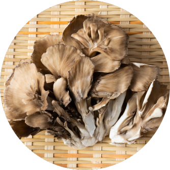 Maitake fungo