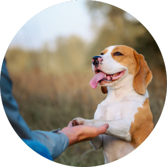 Le chardon-Marie pour des chiens en bonne santé