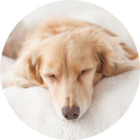 Traubenkernpulver für hunde - Die hochwertigsten Traubenkernpulver für hunde ausführlich analysiert!