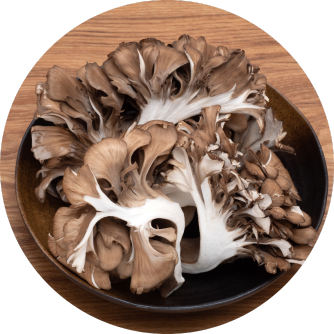 Maitake, Grifola frondosa