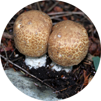 Mandelpilz, Agaricus blazei