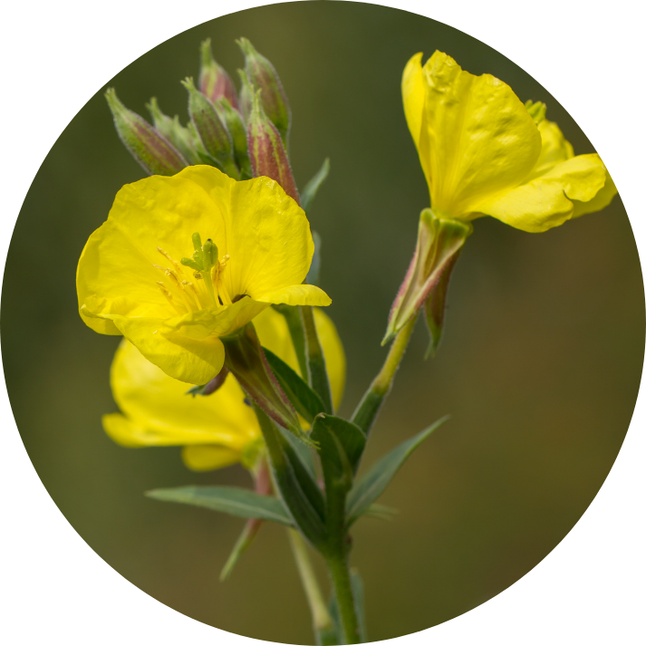 Nachtkerzenöl Blume