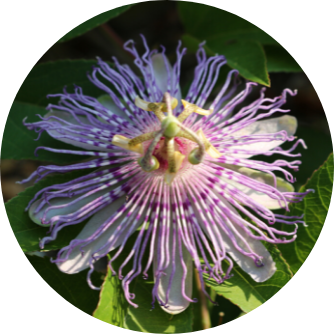 Passiflora edulis e ansia