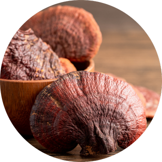 Reishi, Ganoderma lucidum