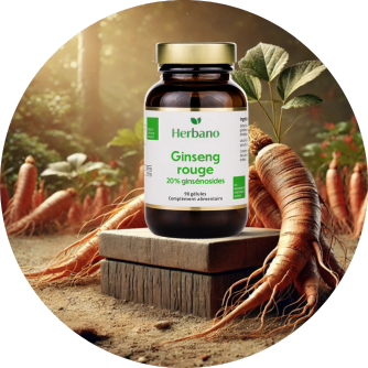 Extrait de ginseng rouge - Panax ginseng avec 20% de ginsénosides