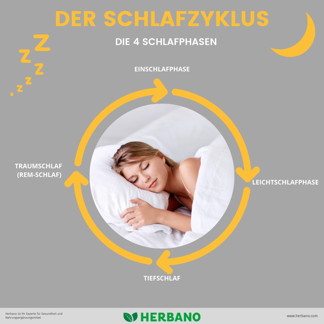 Schlafphasen im Überblick: Der Schlafzyklus