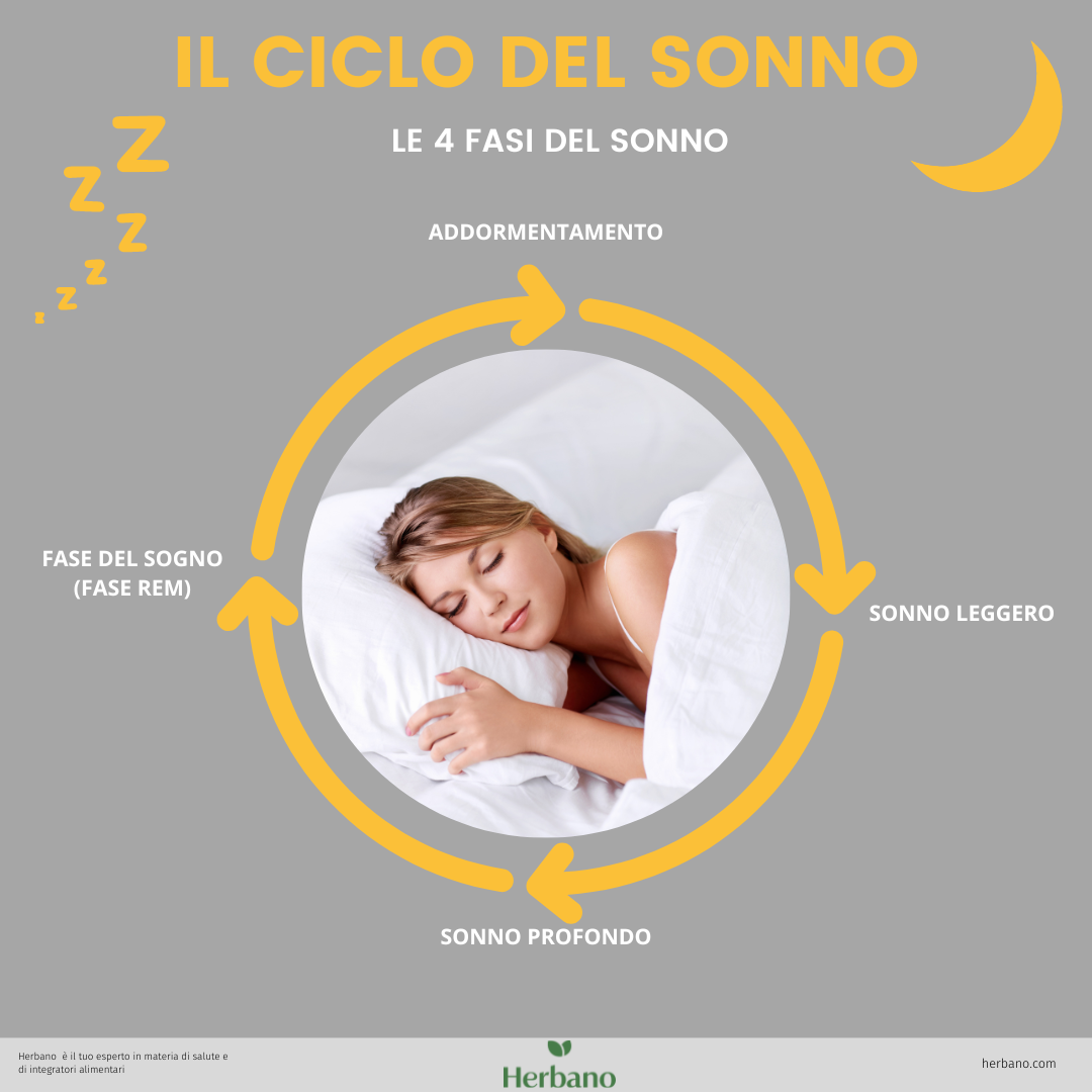 Infografica: ciclo del sonno