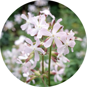 Saponaria officinalis