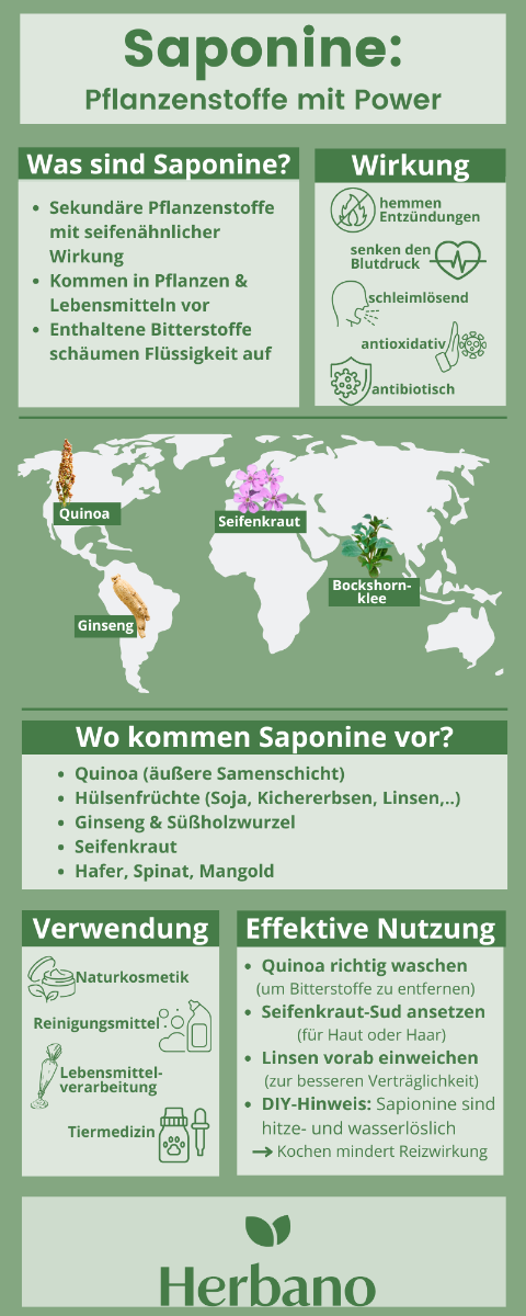 Seifenkraut Infografik