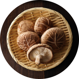 Shiitake, Lentinula edodes