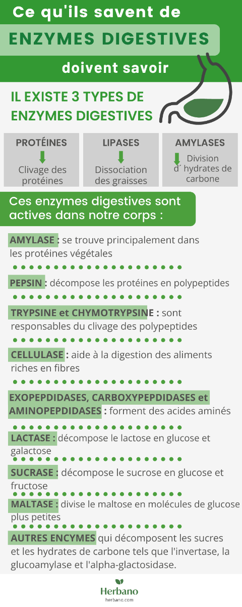 enzymes digestives: les 3 types