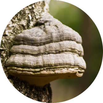 Zunderschwamm, Fomes fomentarius